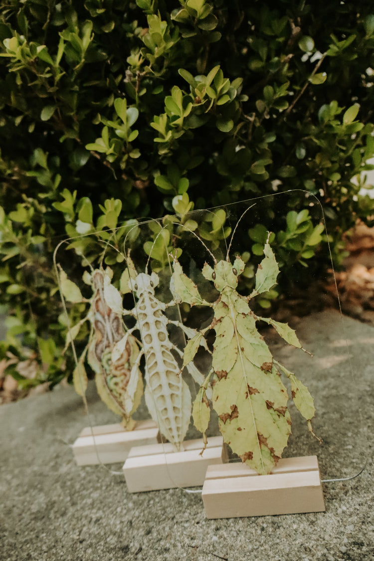 Layered spiny leaf insect
