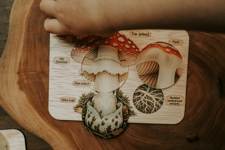 Mushroom anatomy board