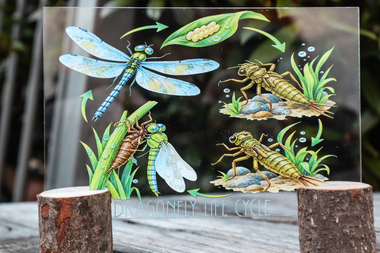 Dragonfly discovery collection