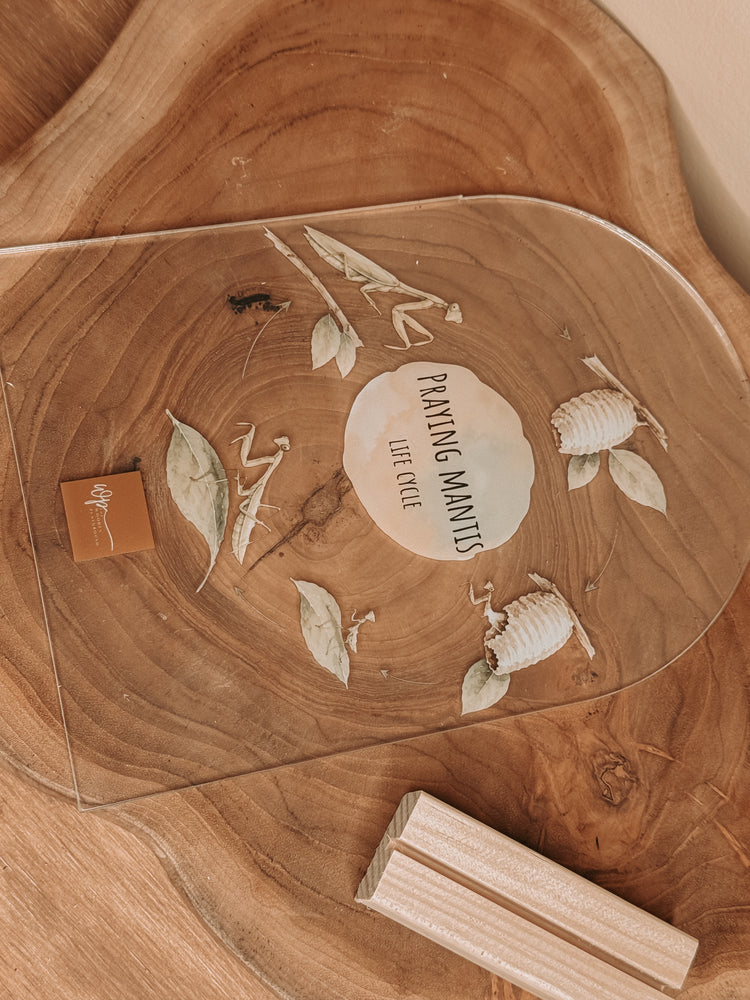 Praying Mantis Life Cycle Stand