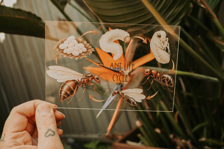 Ant discovery collection