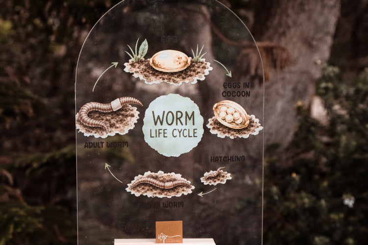 Worm Life Cycle Stand