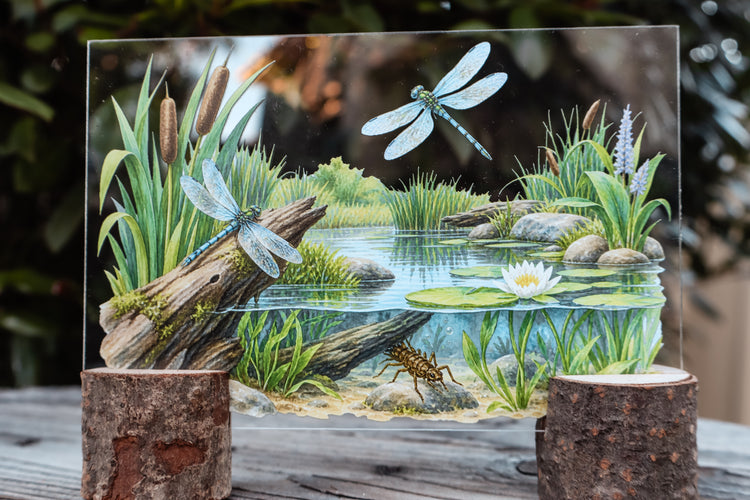 Dragonfly discovery collection