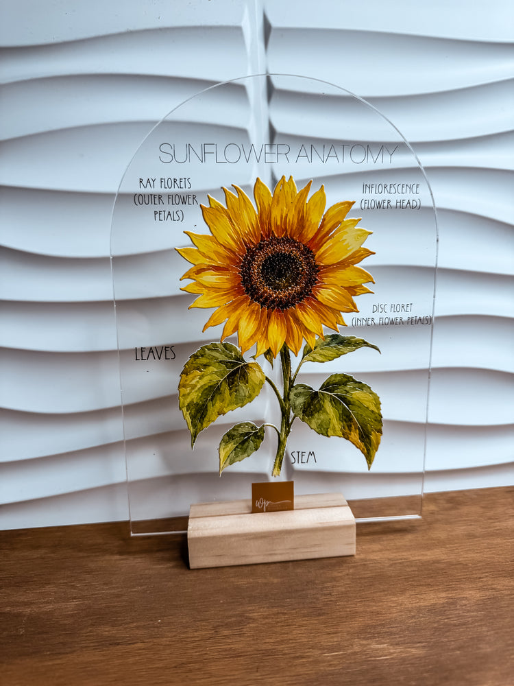 Textured Sunflower Anatomy Stand