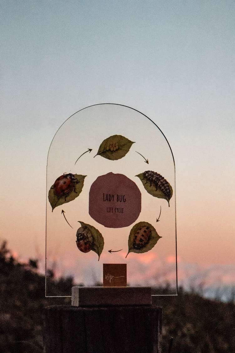 Lady Bug Life Cycle Stand