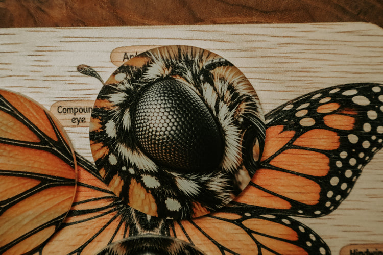 Monarch butterfly anatomy board