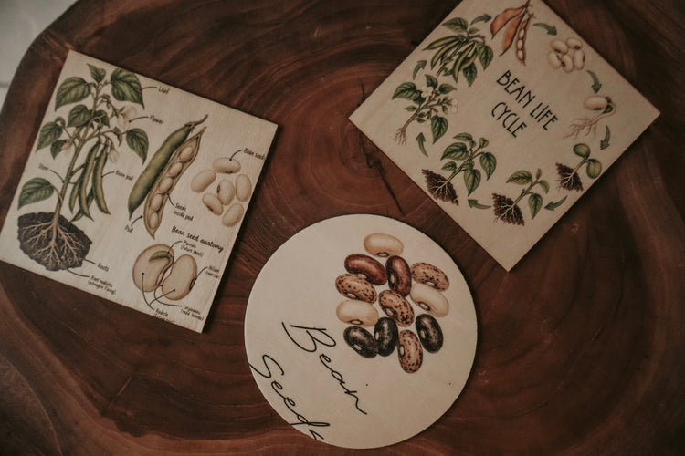 Vegetable discovery set
