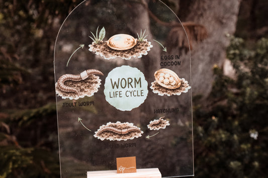 Worm Life Cycle Stand
