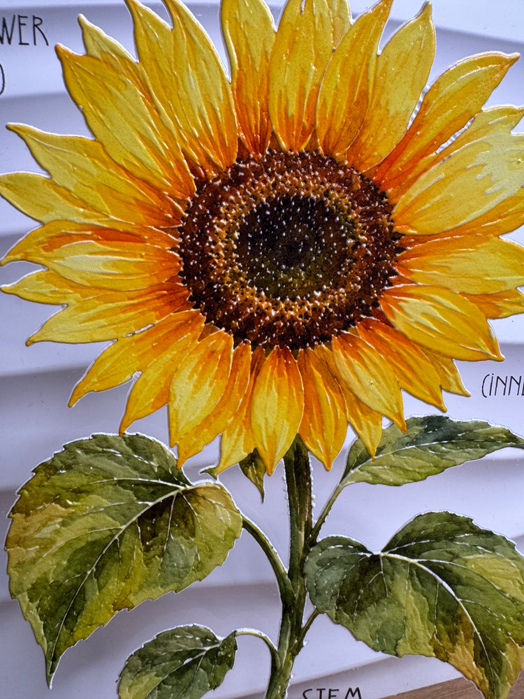 Textured Sunflower Anatomy Stand