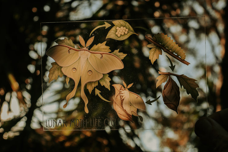 Luna Moth discovery collection