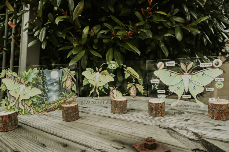 Luna Moth discovery collection