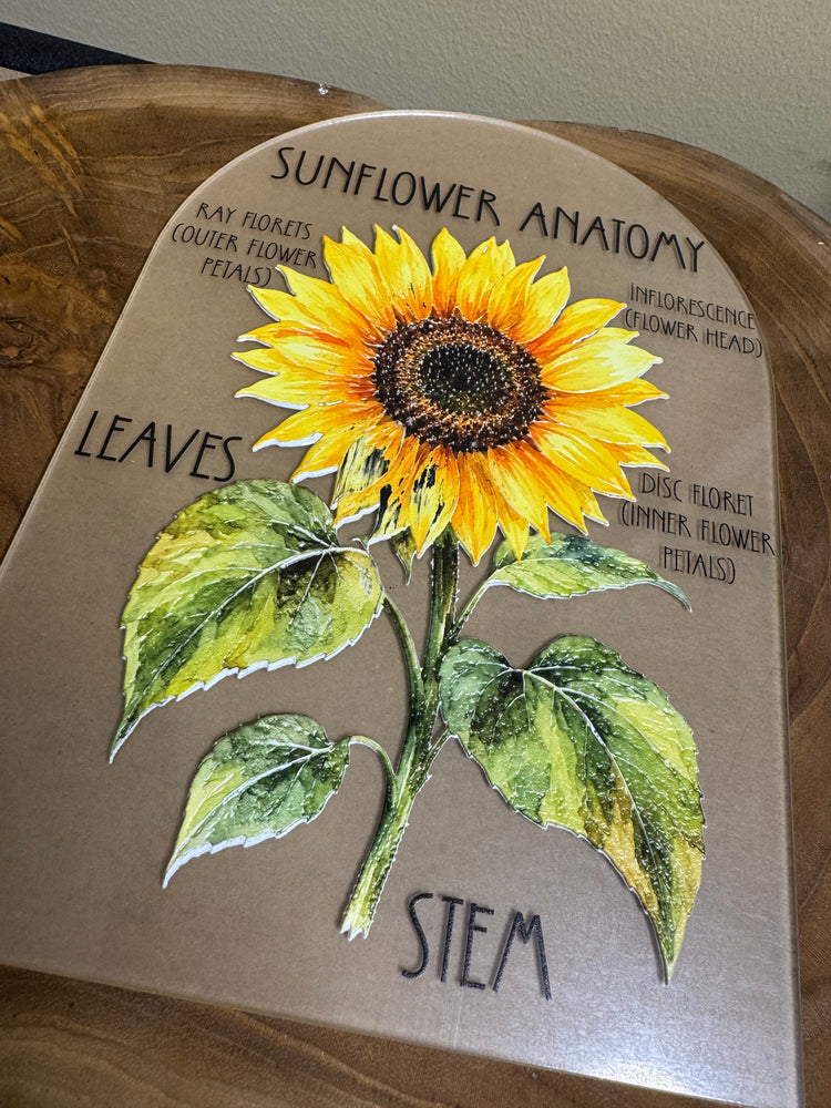 Sunflower anatomy #2