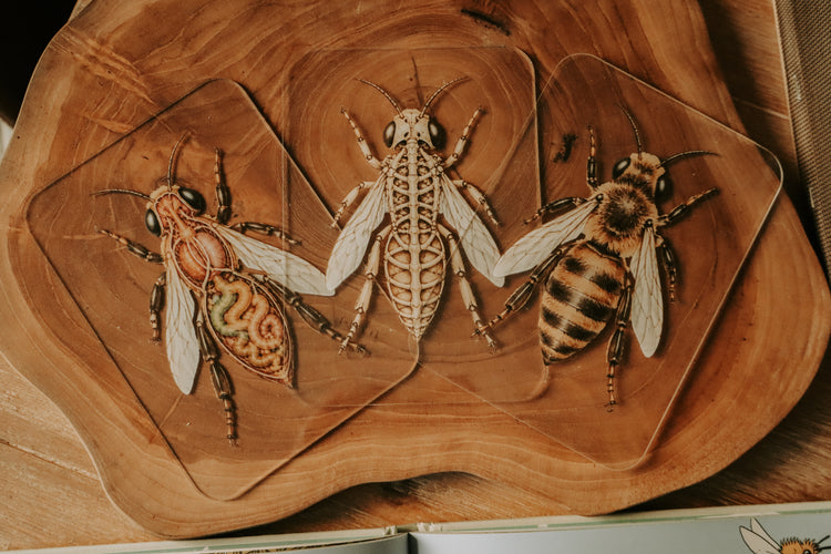 Layered Bee