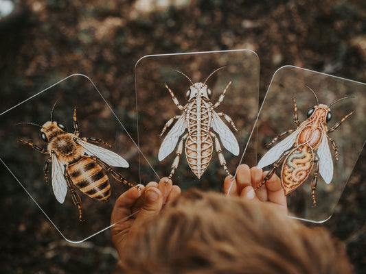 Layers of honey bee on acrylic 