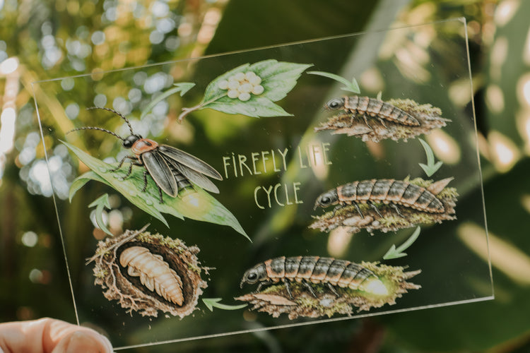 Firefly discovery collection