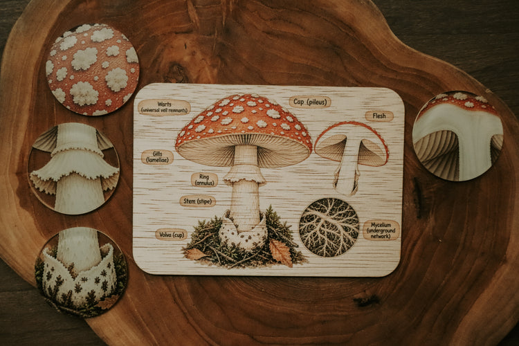 Mushroom anatomy board