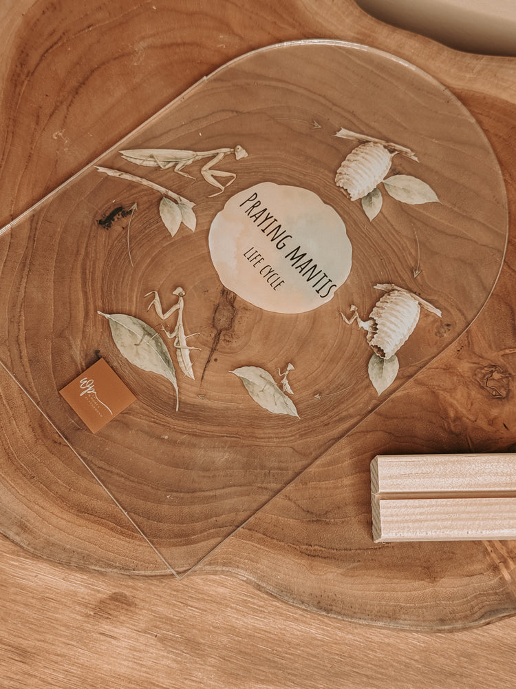 Praying Mantis Life Cycle Stand