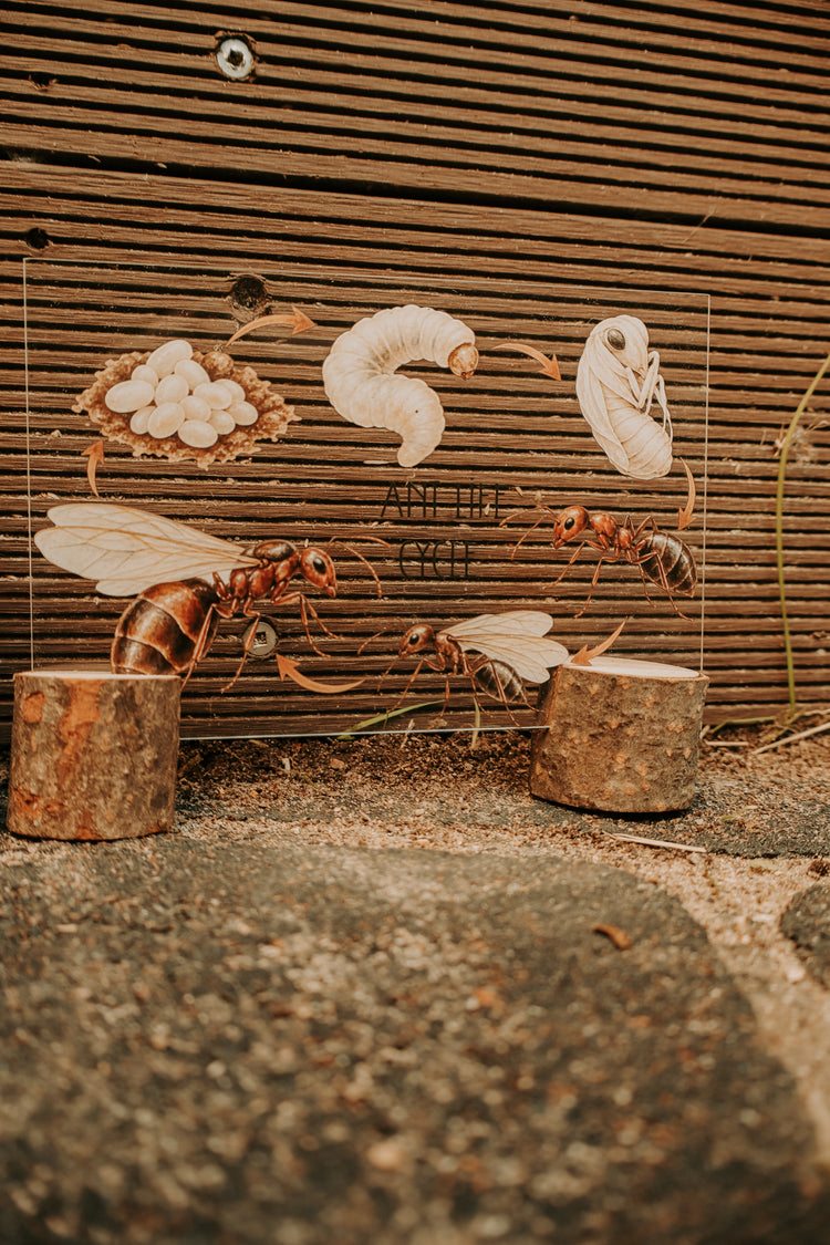 Ant discovery collection