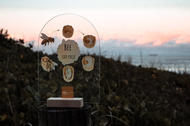 Bee Life Cycle Stand