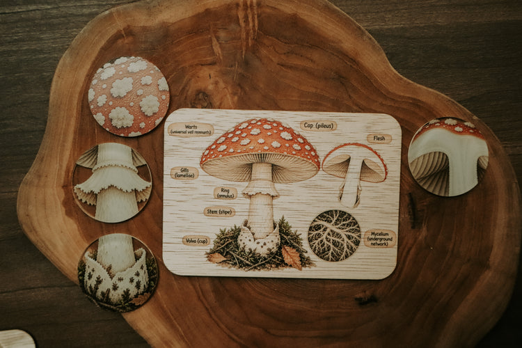 Mushroom anatomy board