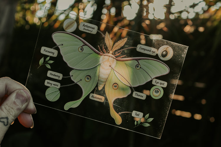 Luna Moth discovery collection