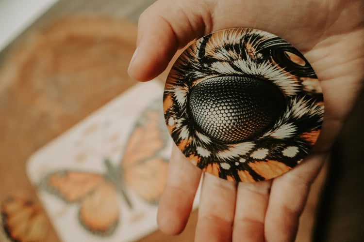 Monarch butterfly anatomy board