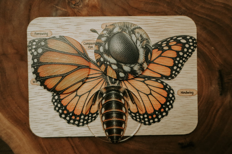 Monarch butterfly anatomy board