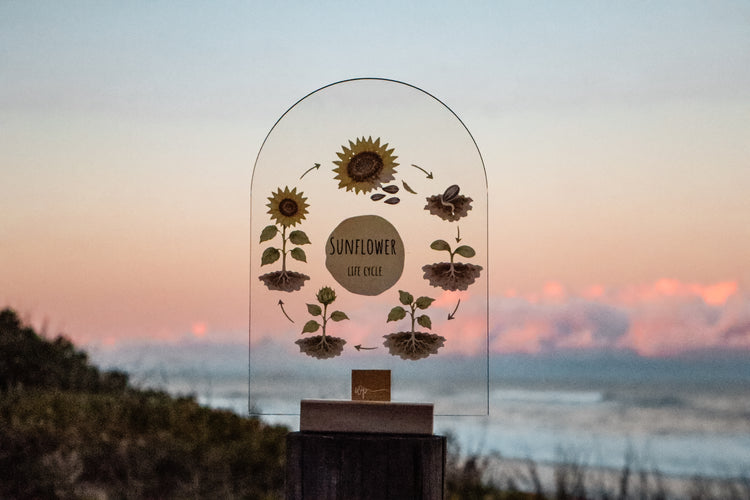 Sunflower Life Cycle Stand