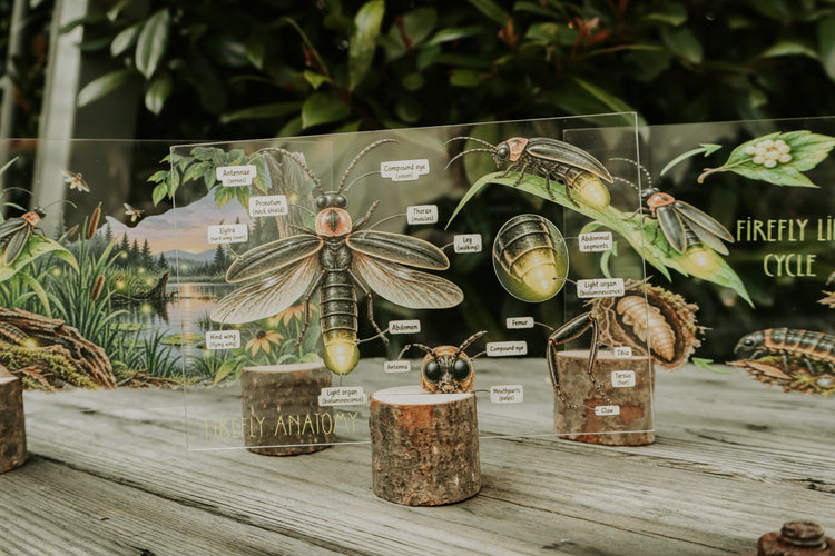 Firefly discovery collection