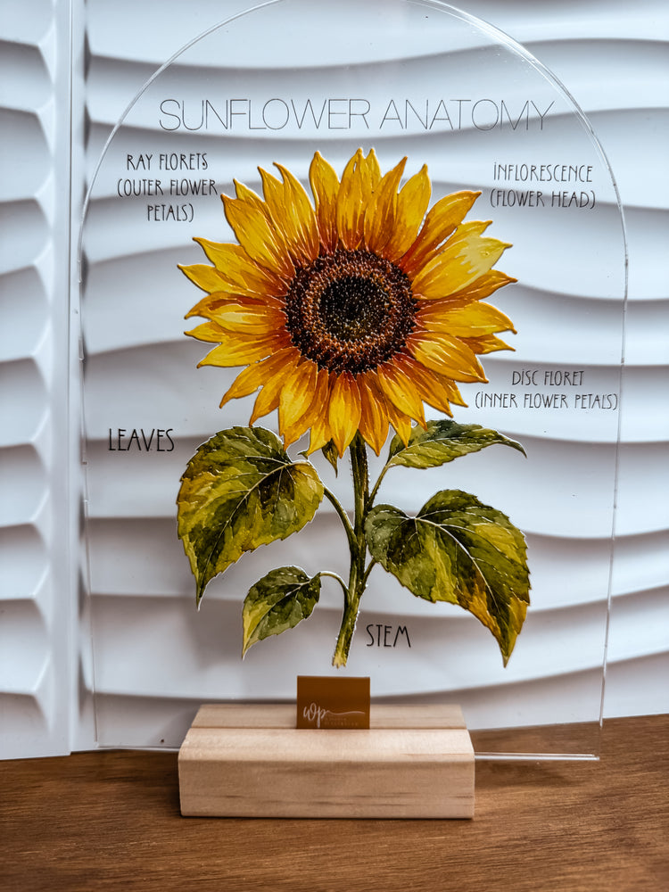 Textured Sunflower Anatomy Stand