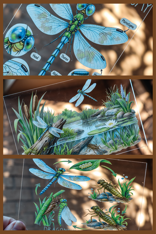 Dragonfly discovery collection