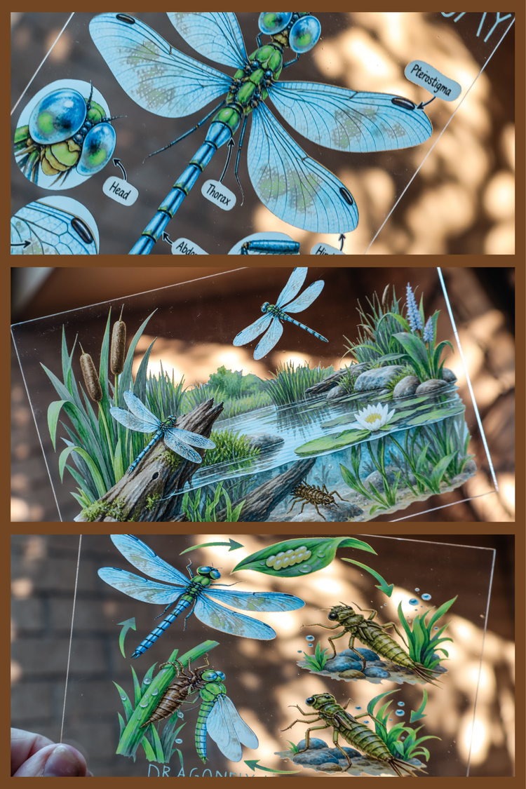 Acrylic Insect Discovery Collection