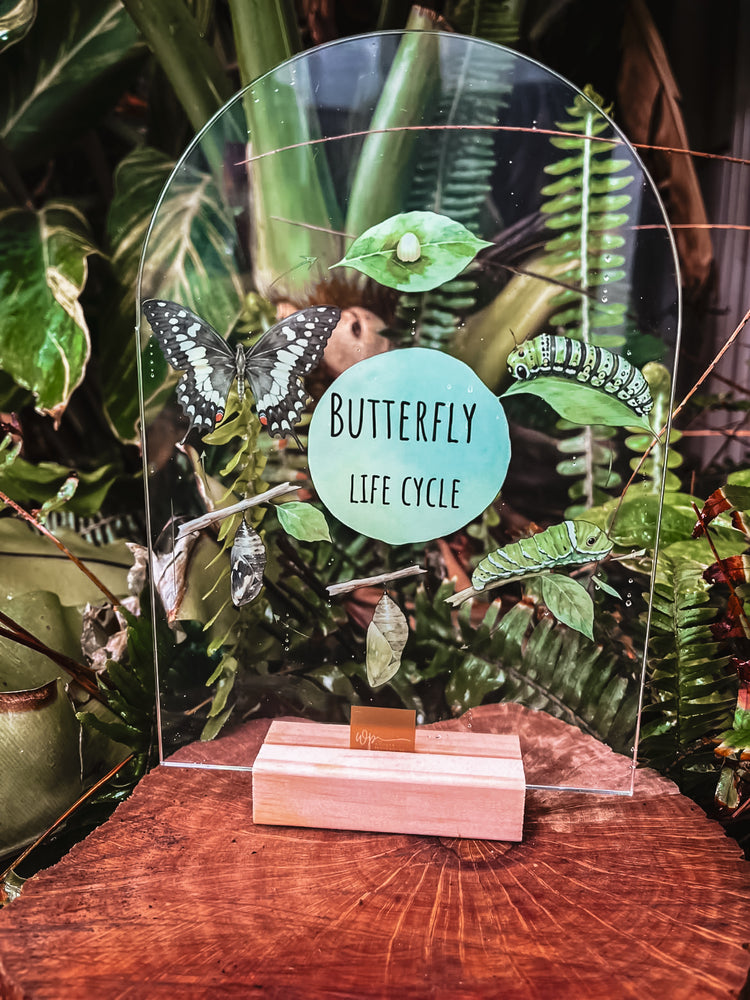Butterfly Life Cycle Stand