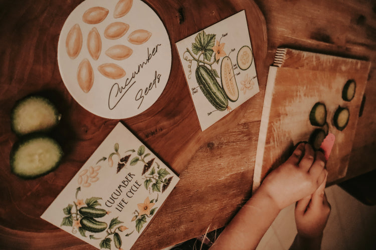 Vegetable discovery set