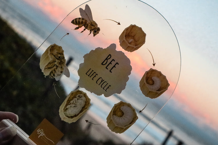 Bee Life Cycle Stand