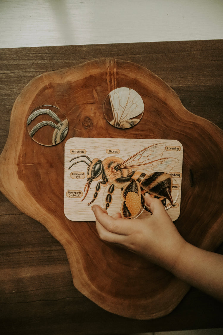 Bee anatomy board