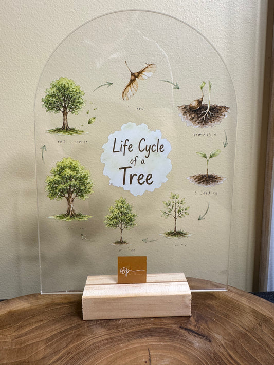 Life cycle of a tree