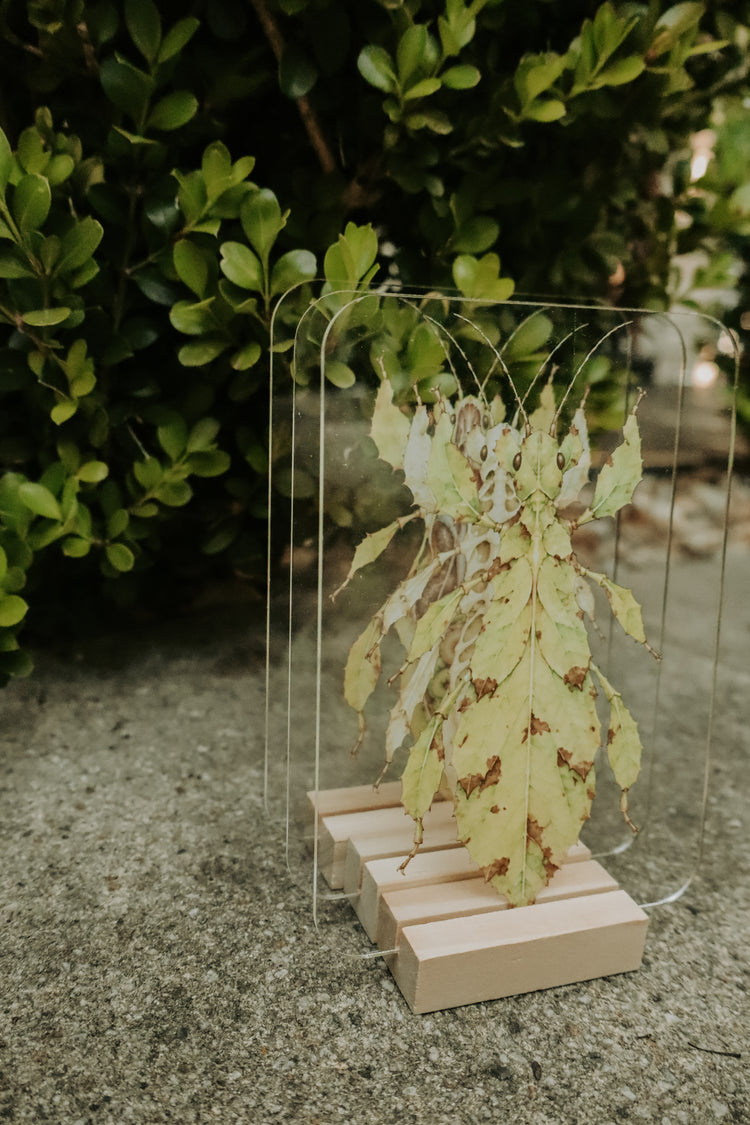 Layered spiny leaf insect