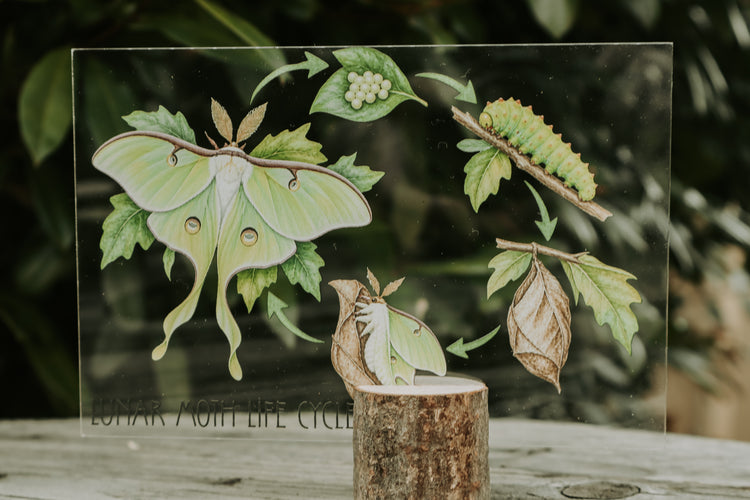 Luna Moth discovery collection