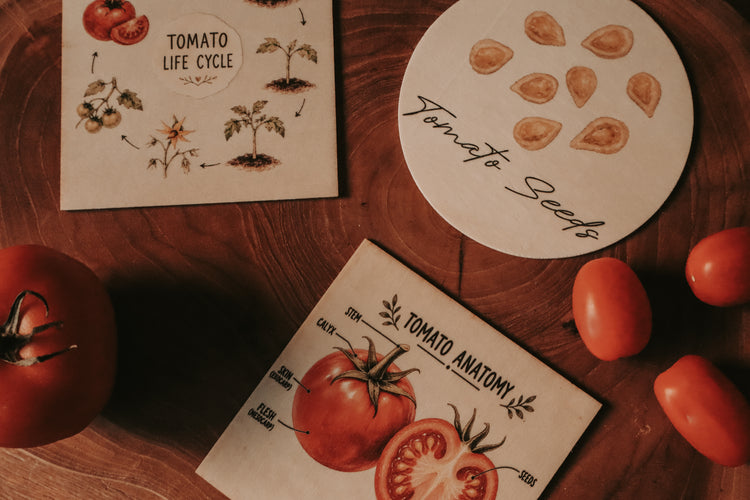 Fruit Discovery Set