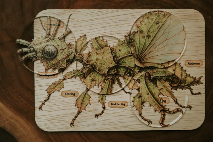 Spiny leaf insect anatomy board