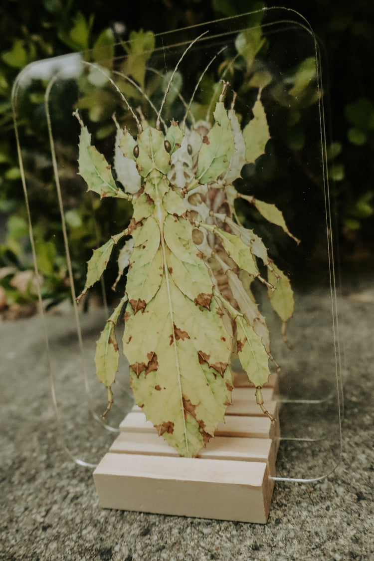 Layered spiny leaf insect
