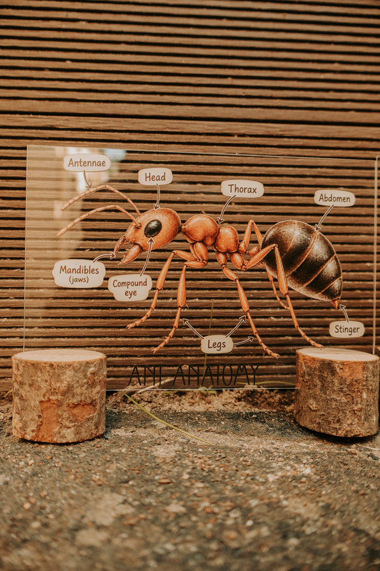 Ant discovery collection