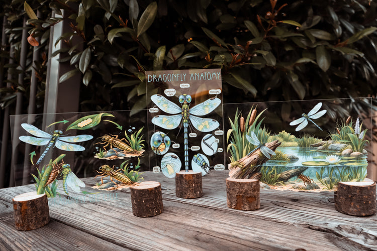 Dragonfly discovery collection