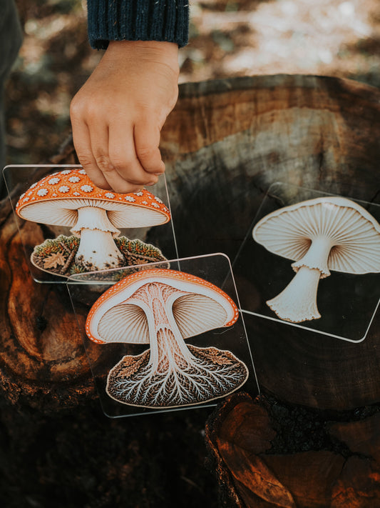 Layered mushroom