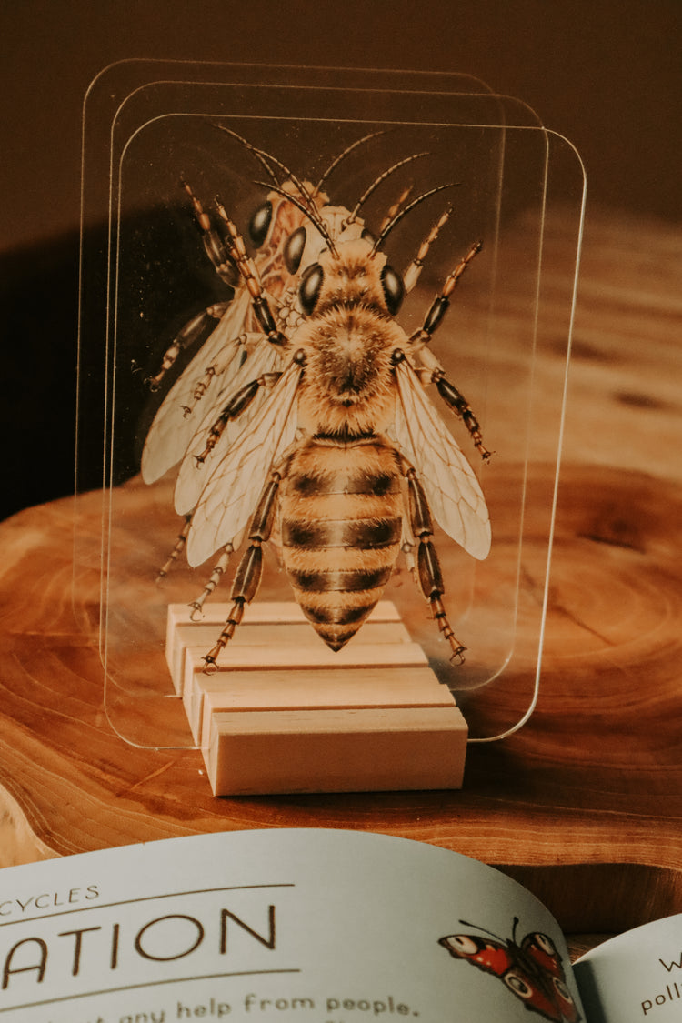 Layered Bee