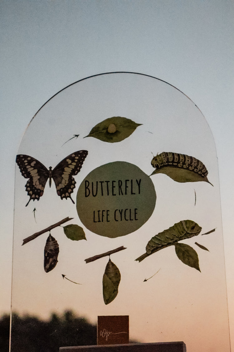 Butterfly Life Cycle Stand
