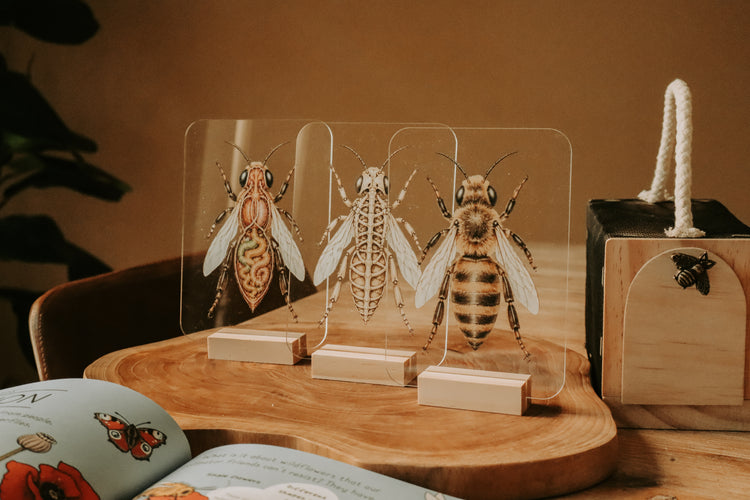 Layered Bee