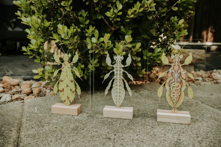 Layered spiny leaf insect