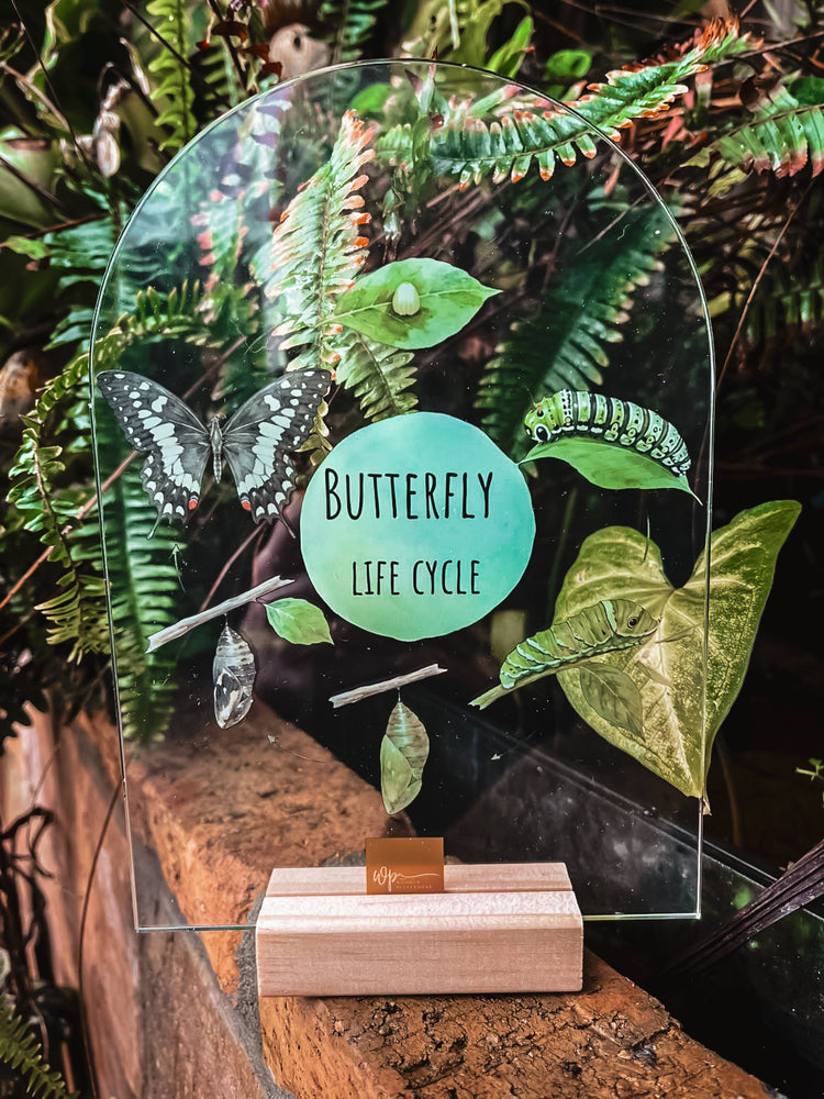 Butterfly Life Cycle Stand